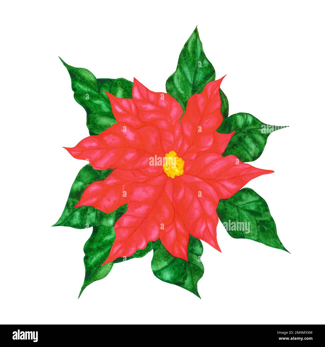 Hand drawn watercolor poinsettia. Christmass and New Year symbol ...