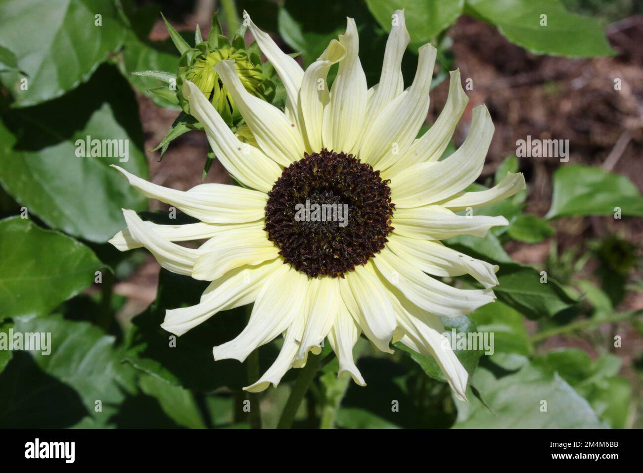 Helianthus debilis ssp cucumerifolius 'Italian White' Stock Photo