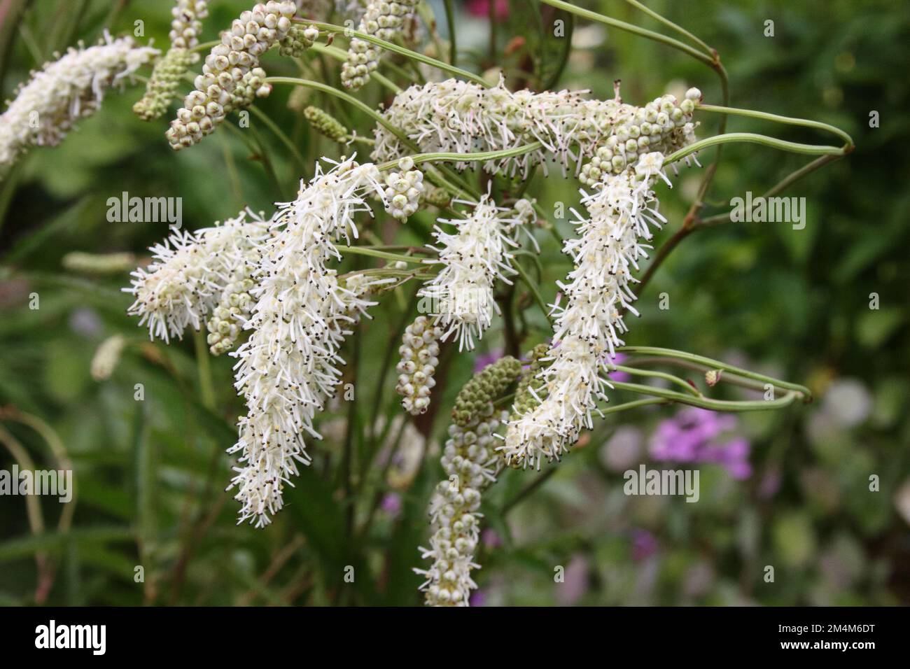 White Japanese Burnet (Sanguisorba tenuifolia var. alba) Stock Photo