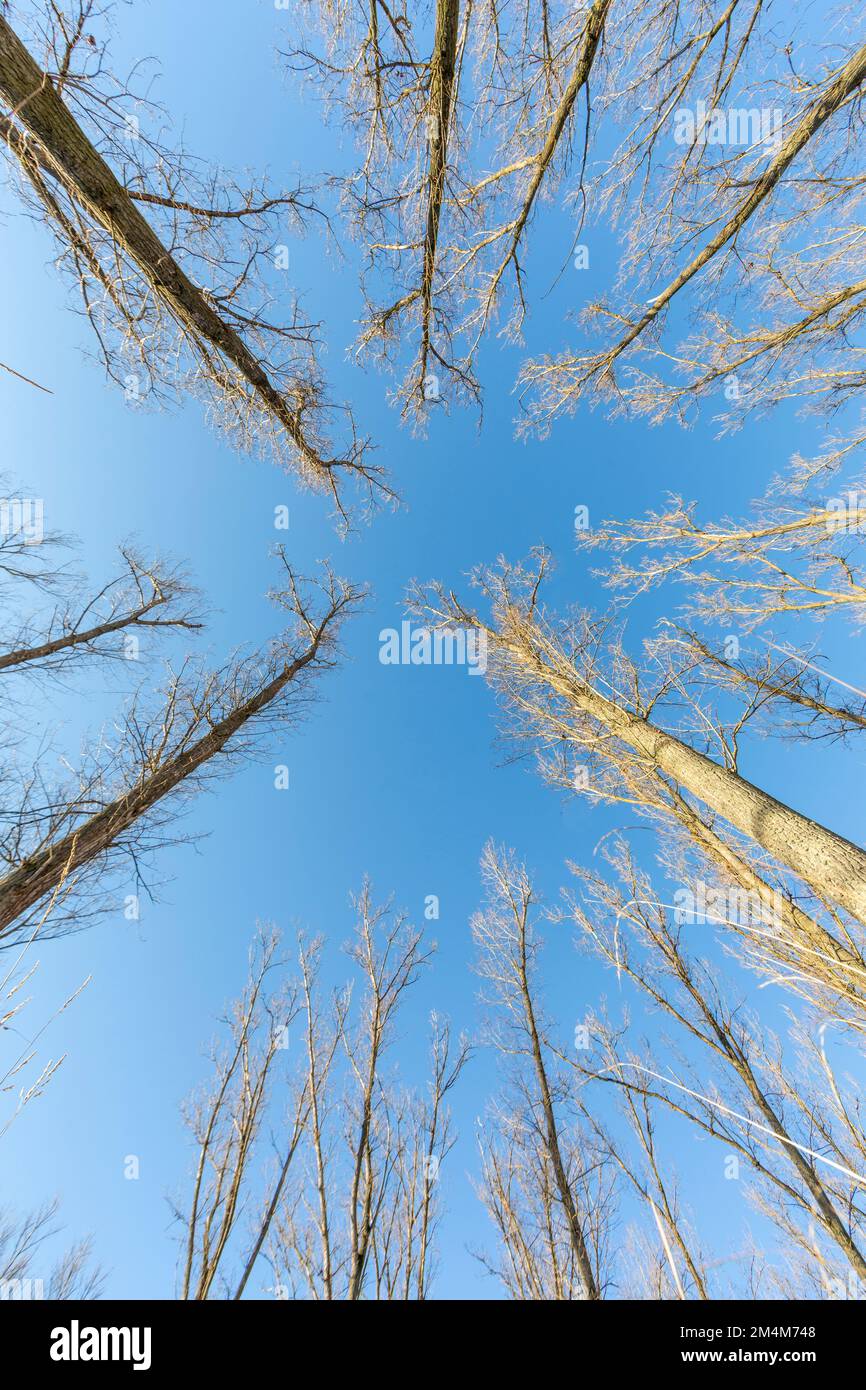 Upward looking shot inside forest in winter with deciduous trees under blue sky in daylight Stock Photo