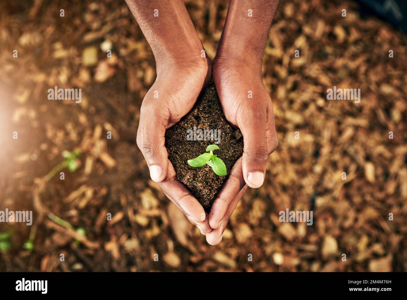 This right here is such a huge treasure. High angle shot of an unrecognizable person holding a plant growing in soil. Stock Photo