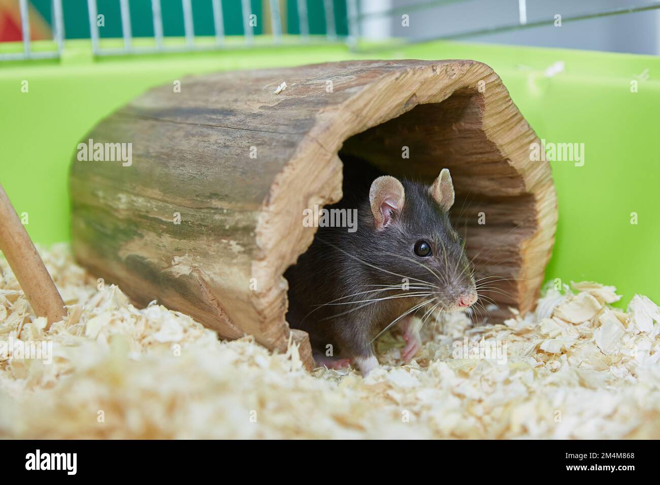 Black rat Rattus rattus in a cute wooden house in a cage. domestic rat and pets. Stock Photo