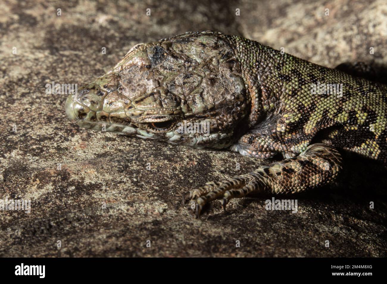 Case of mimicry of a lizard resting on a rock of the same color and