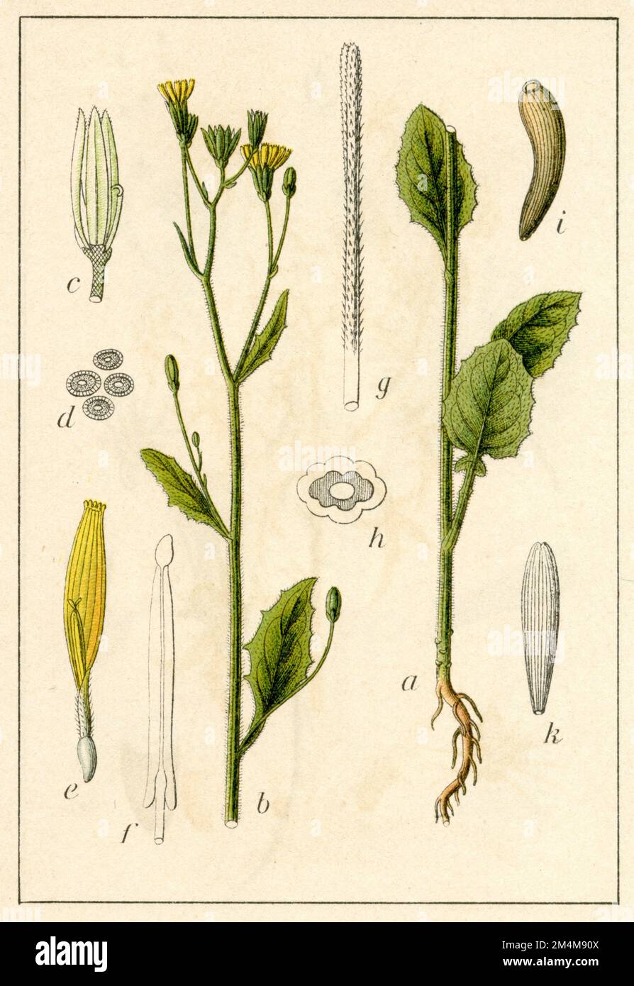 common nipplewort Lapsana communis,  (botany book, 1906), Rainkohl Stock Photo