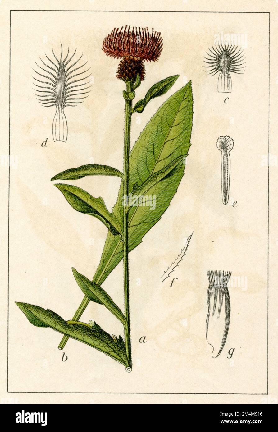 lesser knapweed Centaurea nigra,  (botany book, 1906), Schwarze Flockenblume Stock Photo