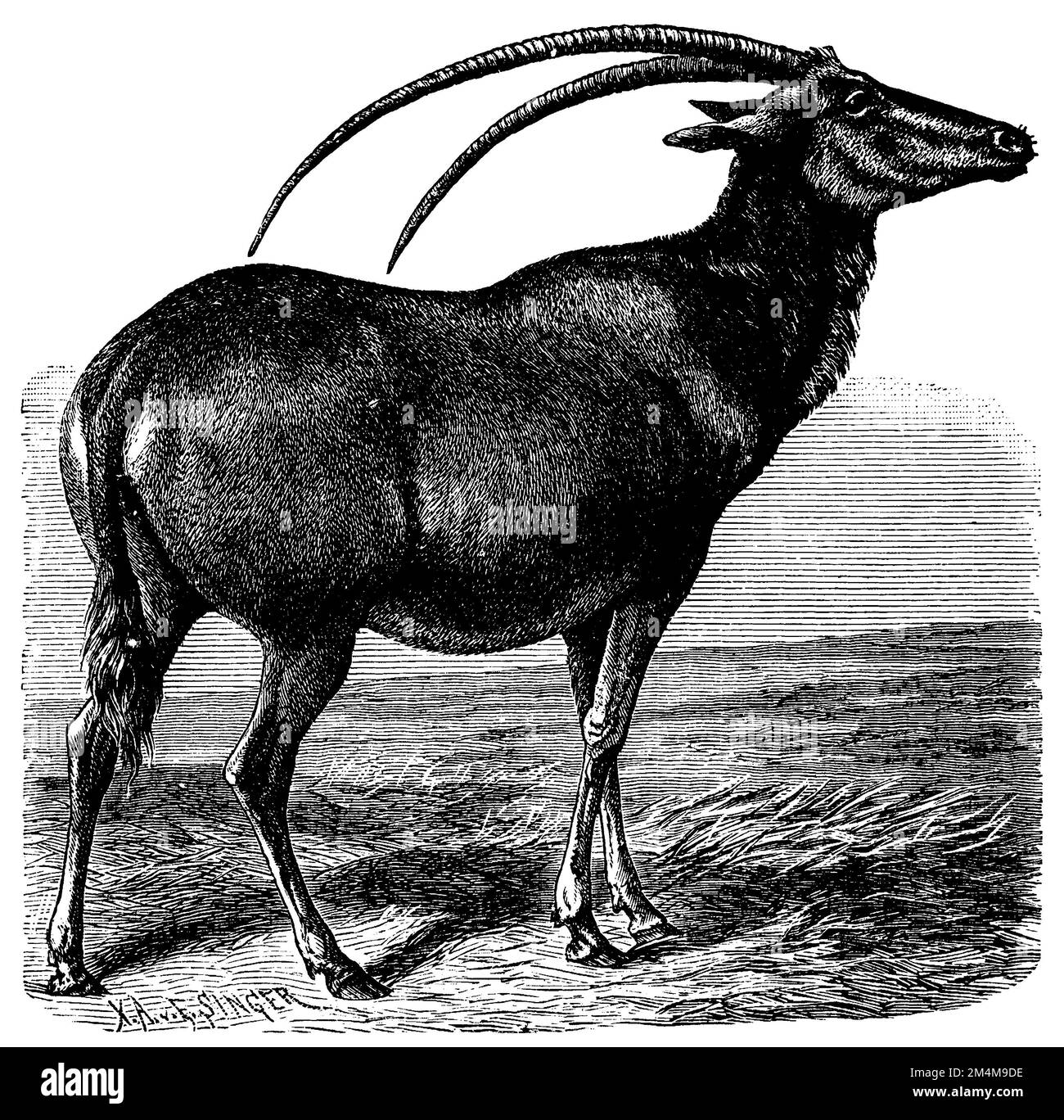 scimitar oryx, Oryx dammah, E. Singer (zoology book, 1894), Säbelantilope, Oryx algazelle Stock Photo