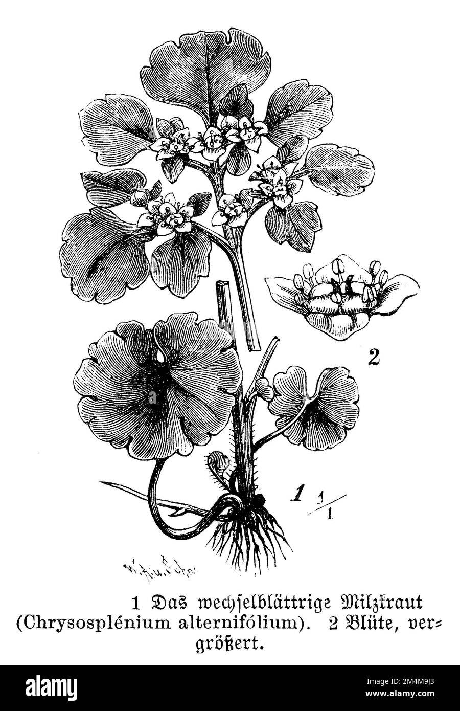 alternate-leaf golden saxifrage, Chrysosplenium alternifolium, W. A[arland] u. Sohn  (botany book, 1888), Wechselblättriges Milzkraut, Cresson de rocher Stock Photo