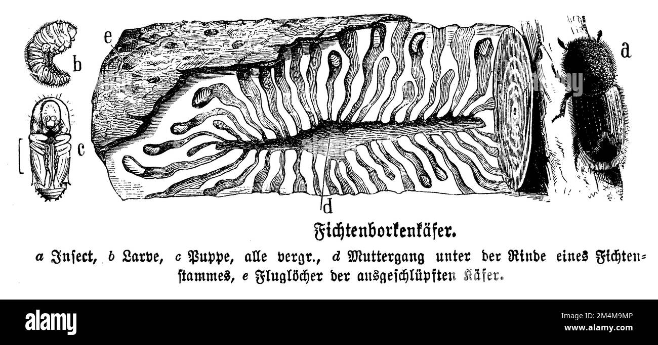 european spruce bark beetle, Ips typographus, anonym (biology book, 1898), Buchdrucker, bostryche typographe Stock Photo