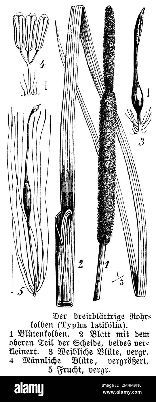 bulrush, Typha latifolia, anonym (botany book, 1888), Breitblättriger Rohrkolben, Massette à larges feuilles Stock Photo