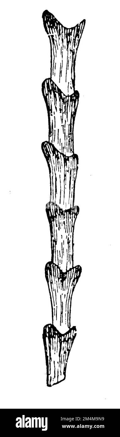 long-eared bat, hair, Plecotus auritus Syn. Verspertilio auritius, anonym (zoology book, 1928), Langohrige Fledermaus, Haar, Oreillard roux, cheveu Stock Photo
