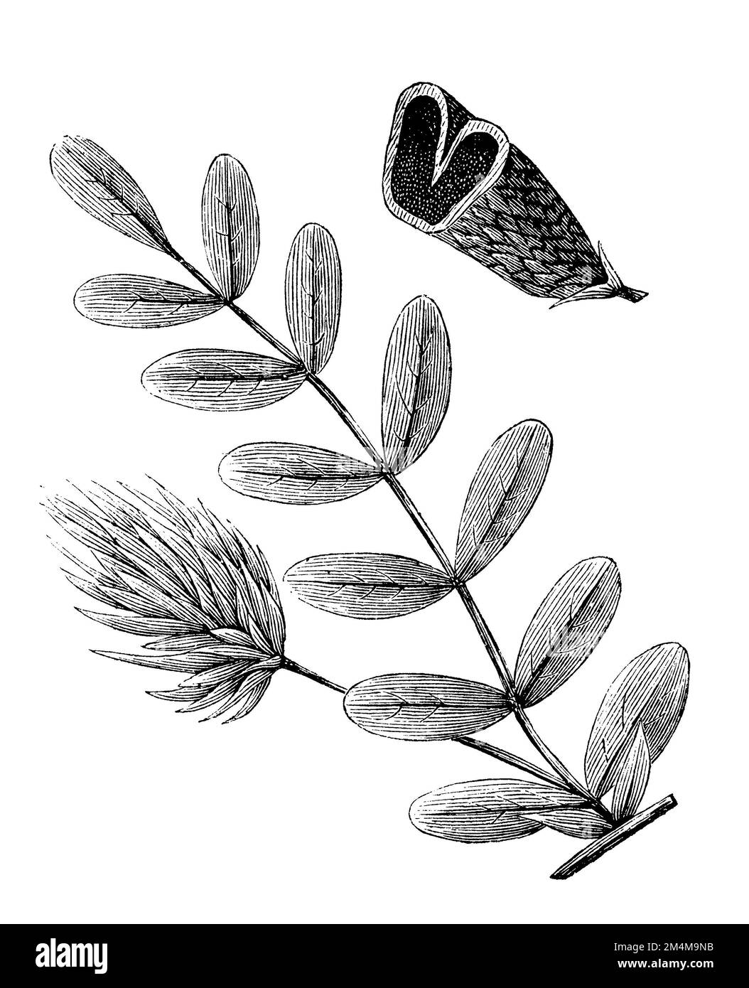 licorice milkvetch, Astragalus glycyphyllos, anonym (agricultural book