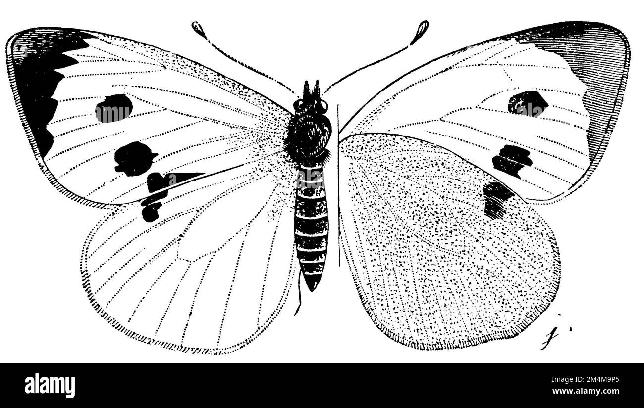 cabbage butterfly, Pieris brassicae, J. (zoology book, 1889), Großer