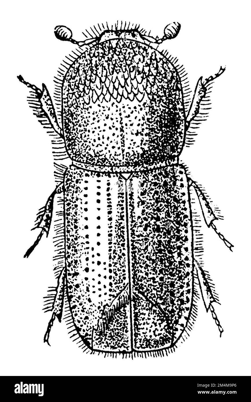 european spruce bark beetle, Ips typographus, anonym (zoology book, 1889), Buchdrucker, bostryche typographe Stock Photo
