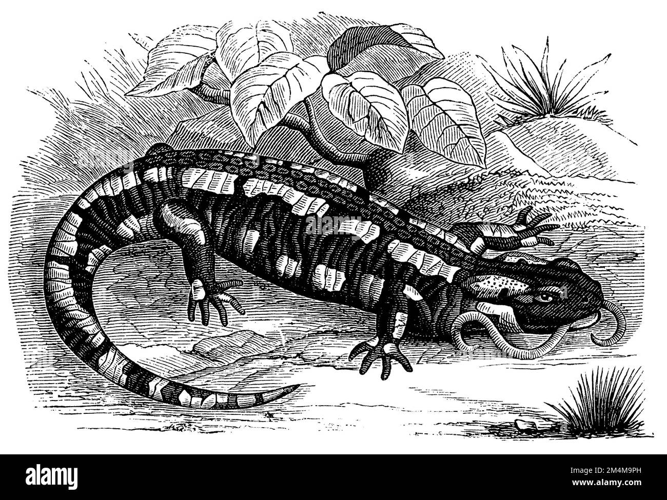 fire salamander, Salamandra salamandra, anonym (zoology book, 1899