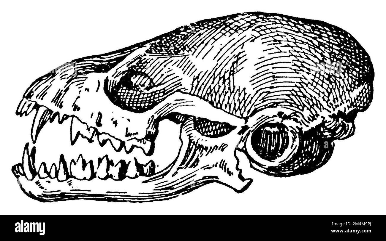 long-eared bat, skull, Plecotus auritus Syn. Verspertilio auritius, anonym (zoology book, 1928), Langohrige Fledermaus, Schädel, Oreillard roux, crâne Stock Photo
