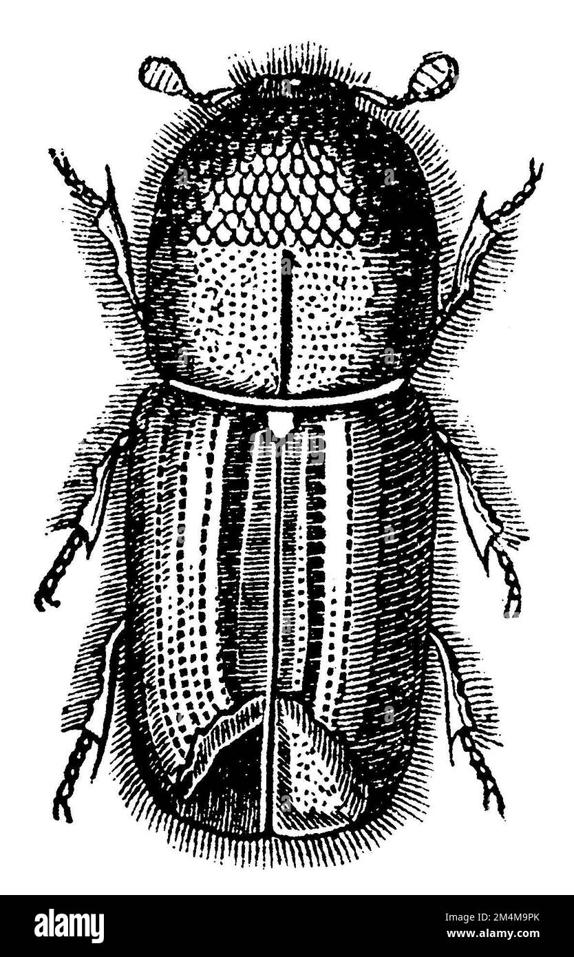 european spruce bark beetle, Ips typographus, anonym (biology book, 1861), Buchdrucker, bostryche typographe Stock Photo