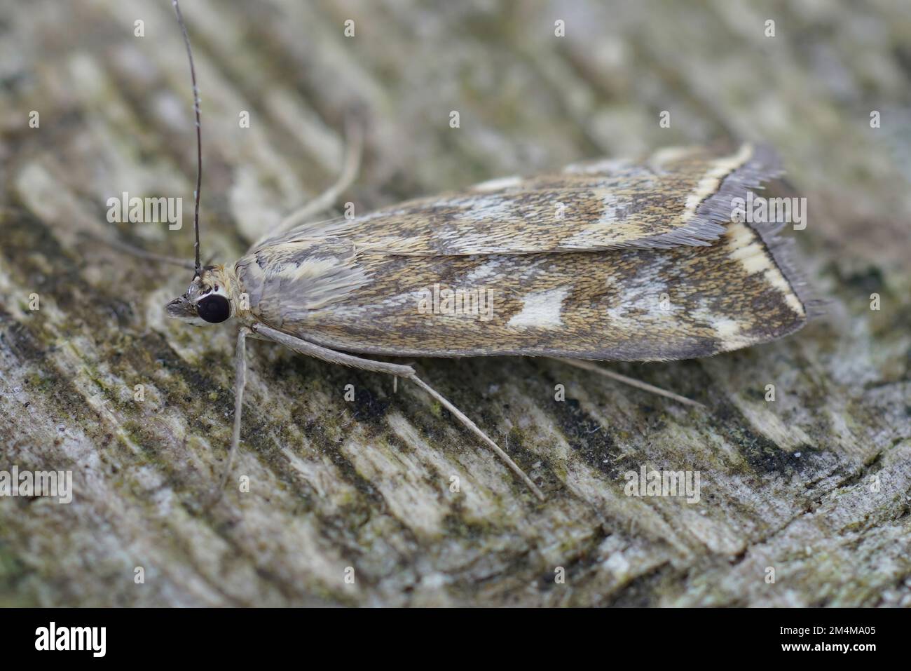 Closeup on a Mediterranean Beet Webworm moth, Loxostege sticticalis sitting on wood Stock Photo