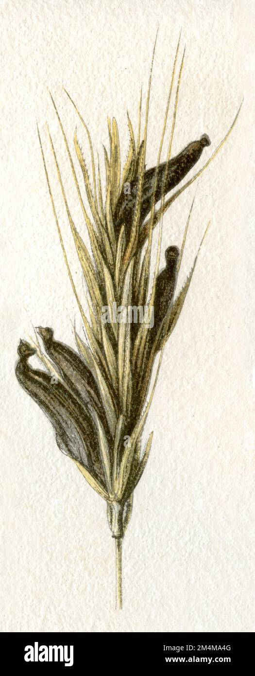 ergot fungus on rye ear Claviceps purpurea Syn. Secale cornutum,  (encyclopedia, 1888), Mutterkorn an Roggenähre Stock Photo