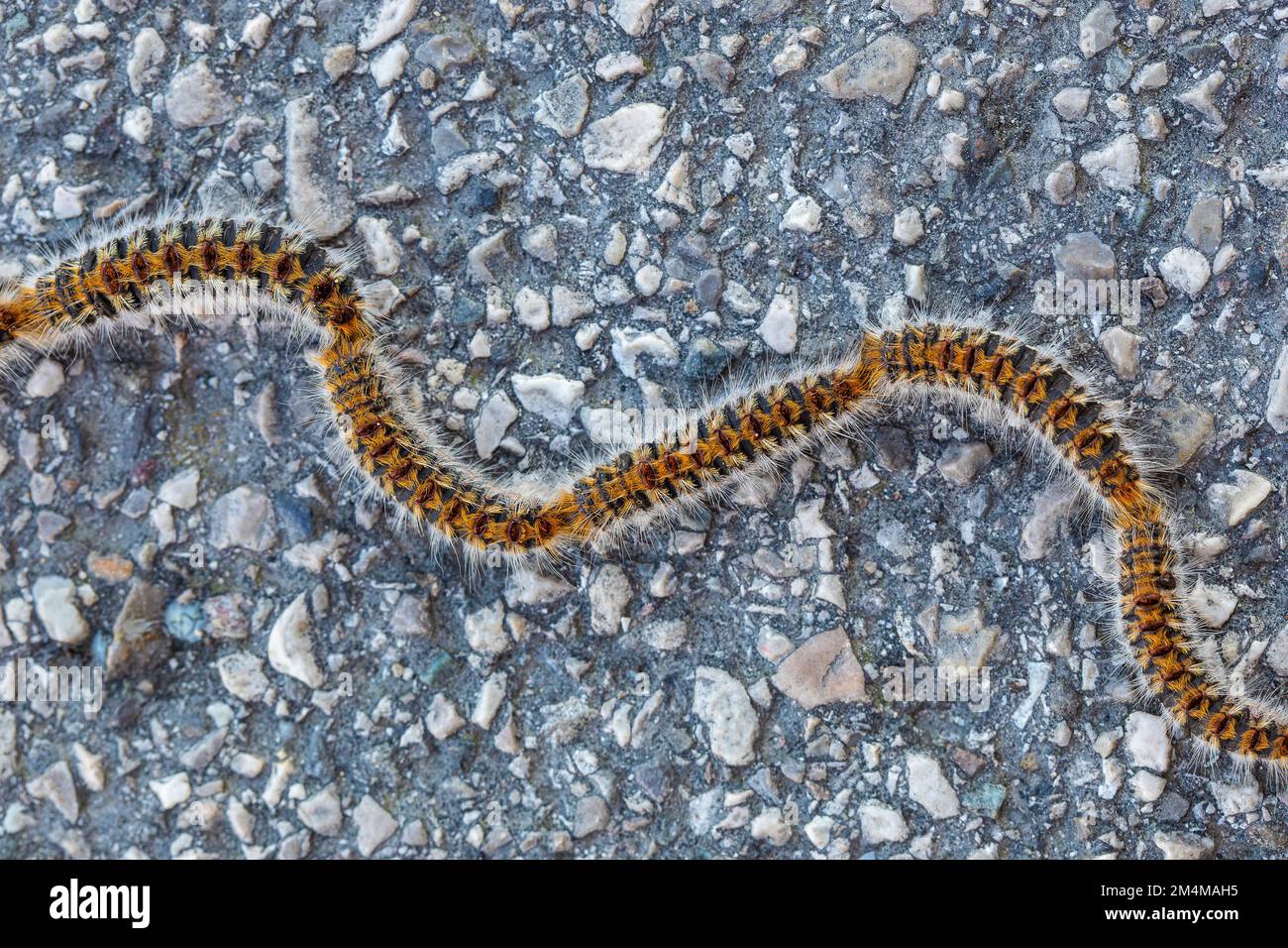 Macro of pine processionary larvae on the asphalt. Thaumetopoea pityocampa, a stinging hairy caterpillar, dangerous for humans and pets Stock Photo