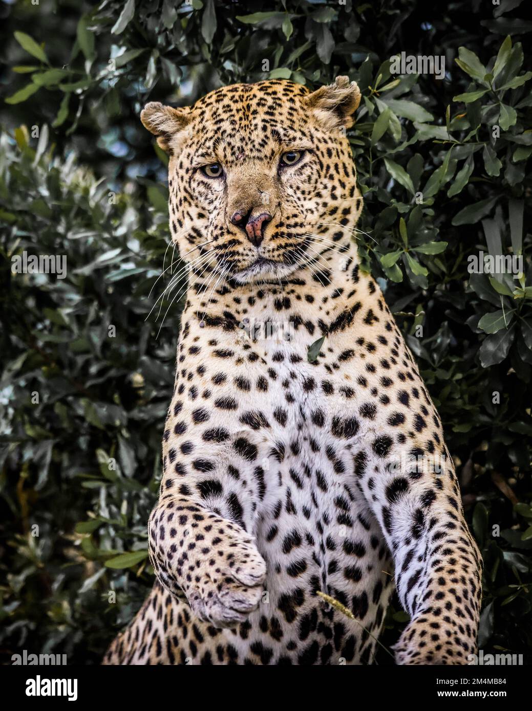 A shocked face. Kenya: THESE HILARIOUS images show a different side to African big cats, highlighting their goofy nature as they pull faces to one luc Stock Photo