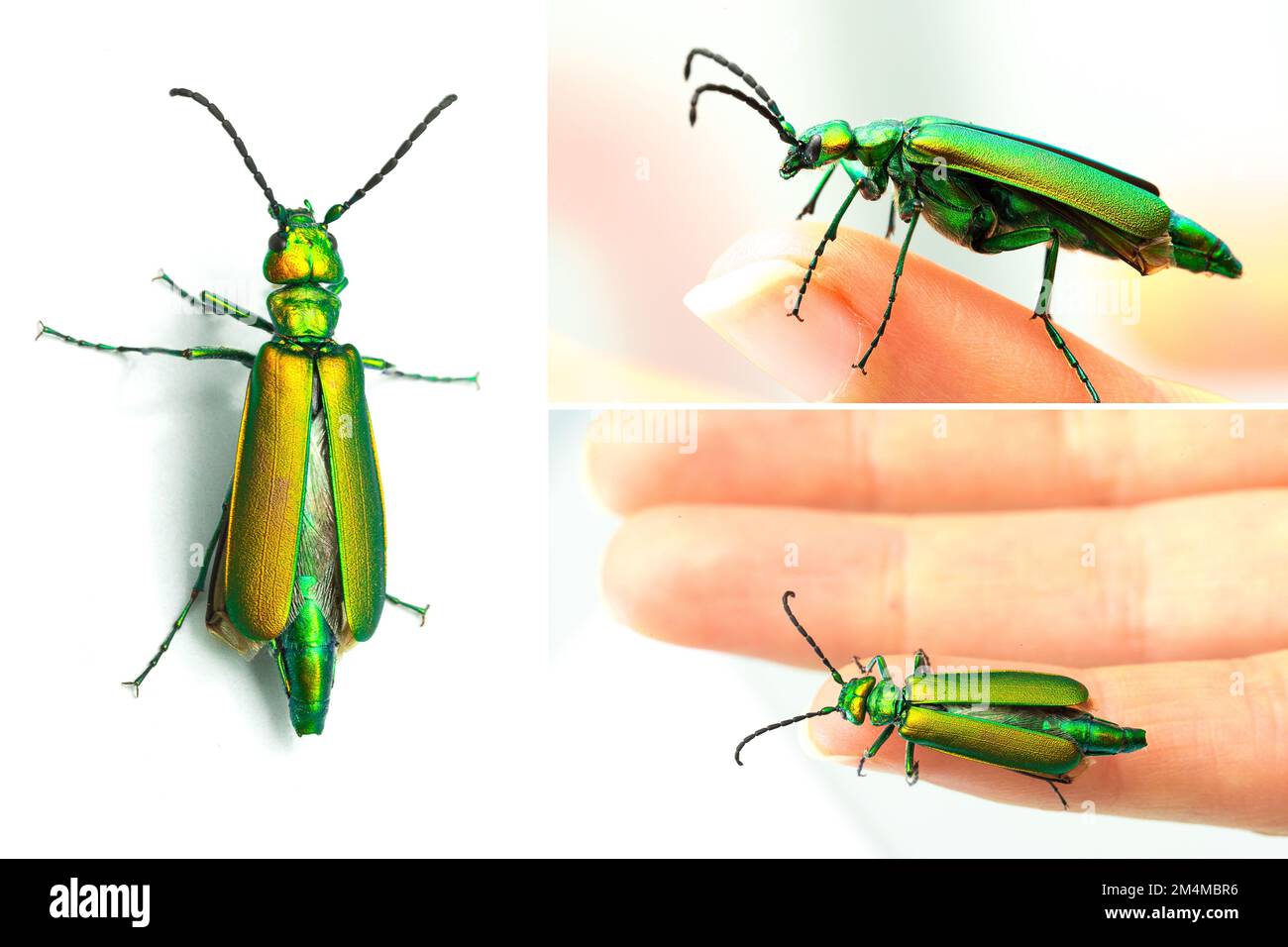 Collage of macro images of the blister beetle, Lytta vesicatoria, known to have a poisonous and aphrodisiac substance in the elytra, the cantharidin Stock Photo