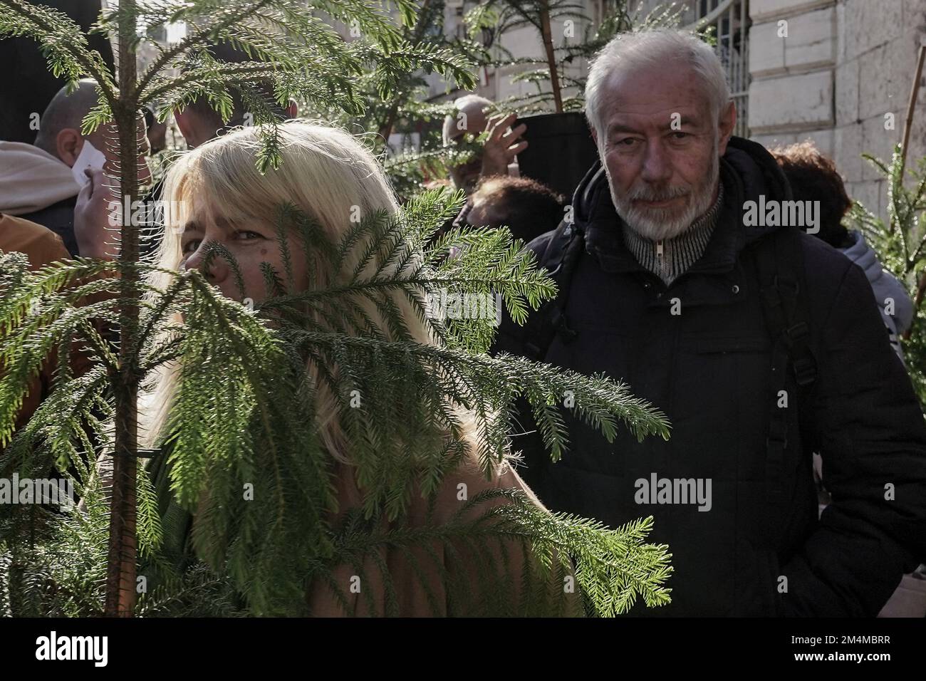 Jerusalem, Israel. 22nd Dec, 2022. The Jerusalem Municipality and the Jewish National Fund distribute specially grown Arizona Cypress Christmas trees to the Christian population at the Old City's New Gate. Credit: Nir Alon/Alamy Live News Stock Photo