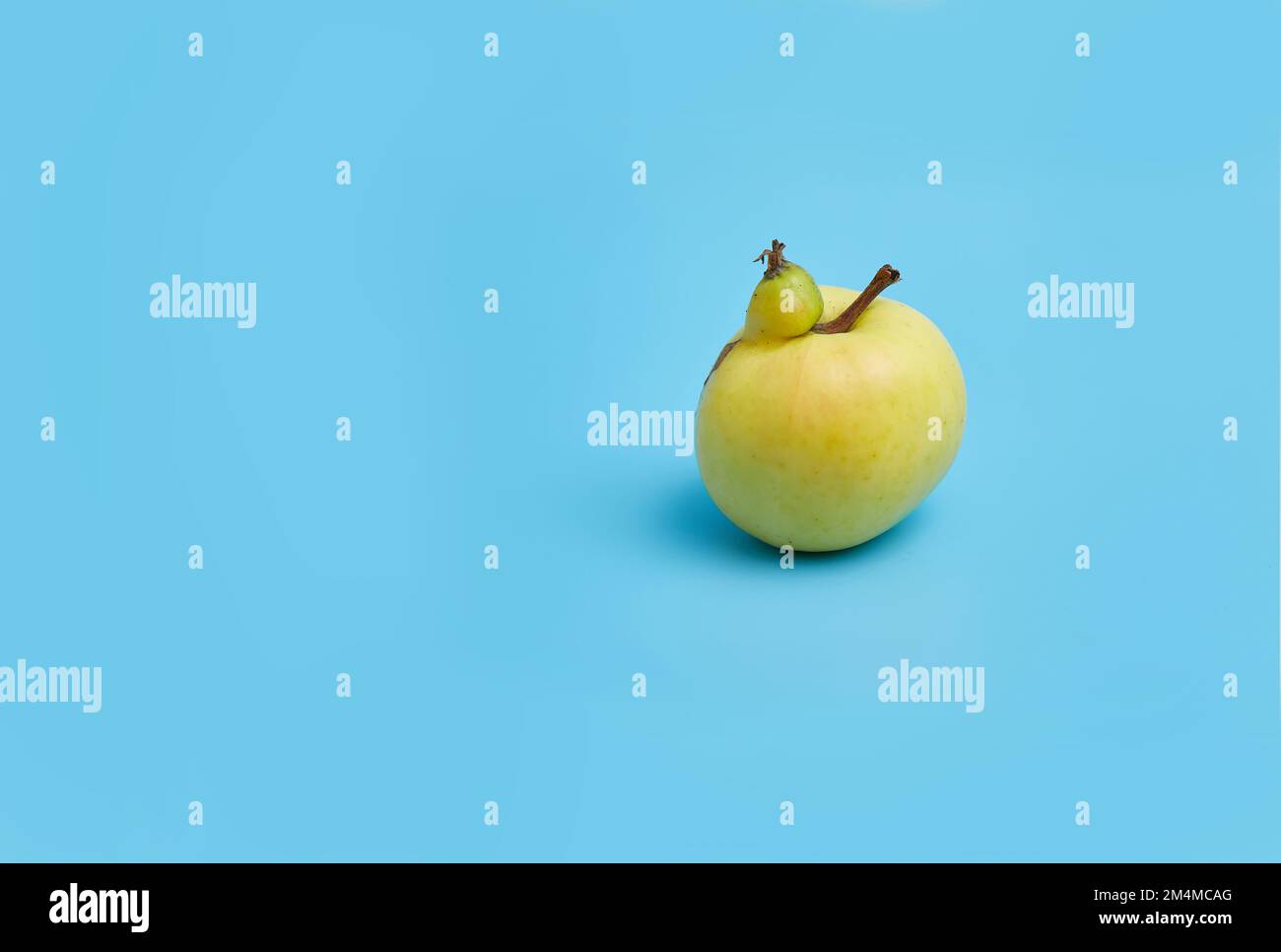 Ugly yellow apple on a blue background. Funny, unnormal fruit or food waste concept. Image with