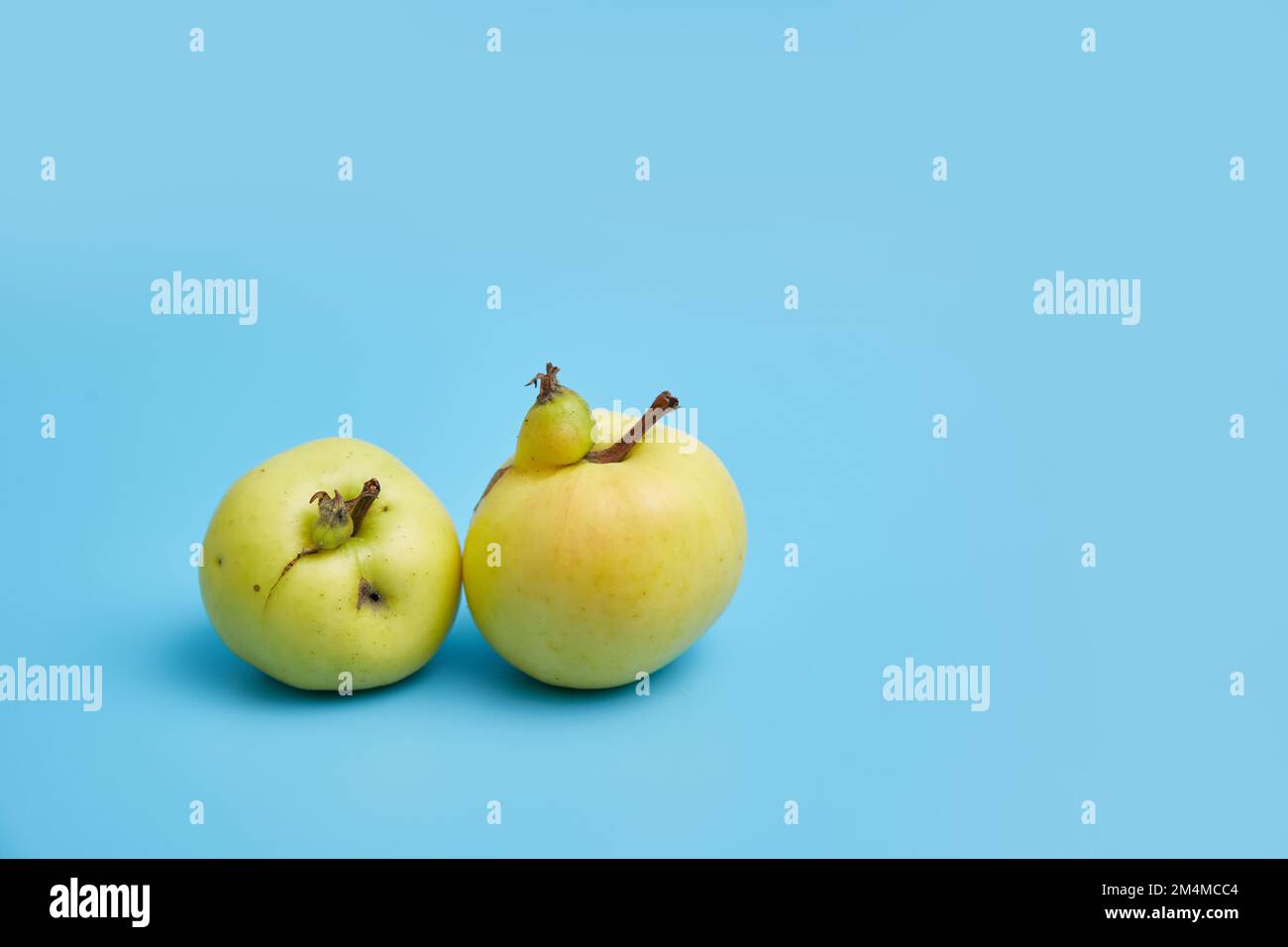 Two ugly yellow apples on a blue background. Image with copy space, horizontal orientation. copyright. Funny, unusual fruit or food waste concept. Stock Photo