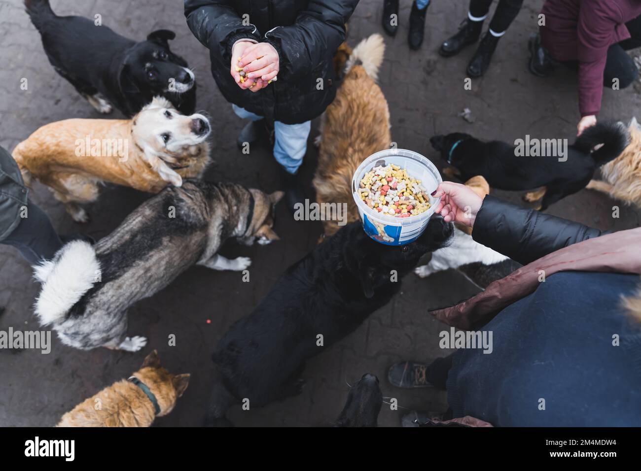 Overhead view of people feeding stray dogs from the animal shelter outdoor. High quality photo Stock Photo