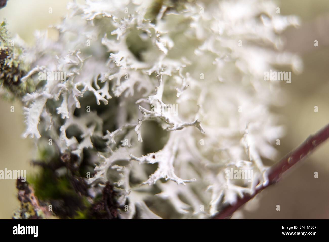 Colorful lichens on tree trunk hi-res stock photography and images - Alamy