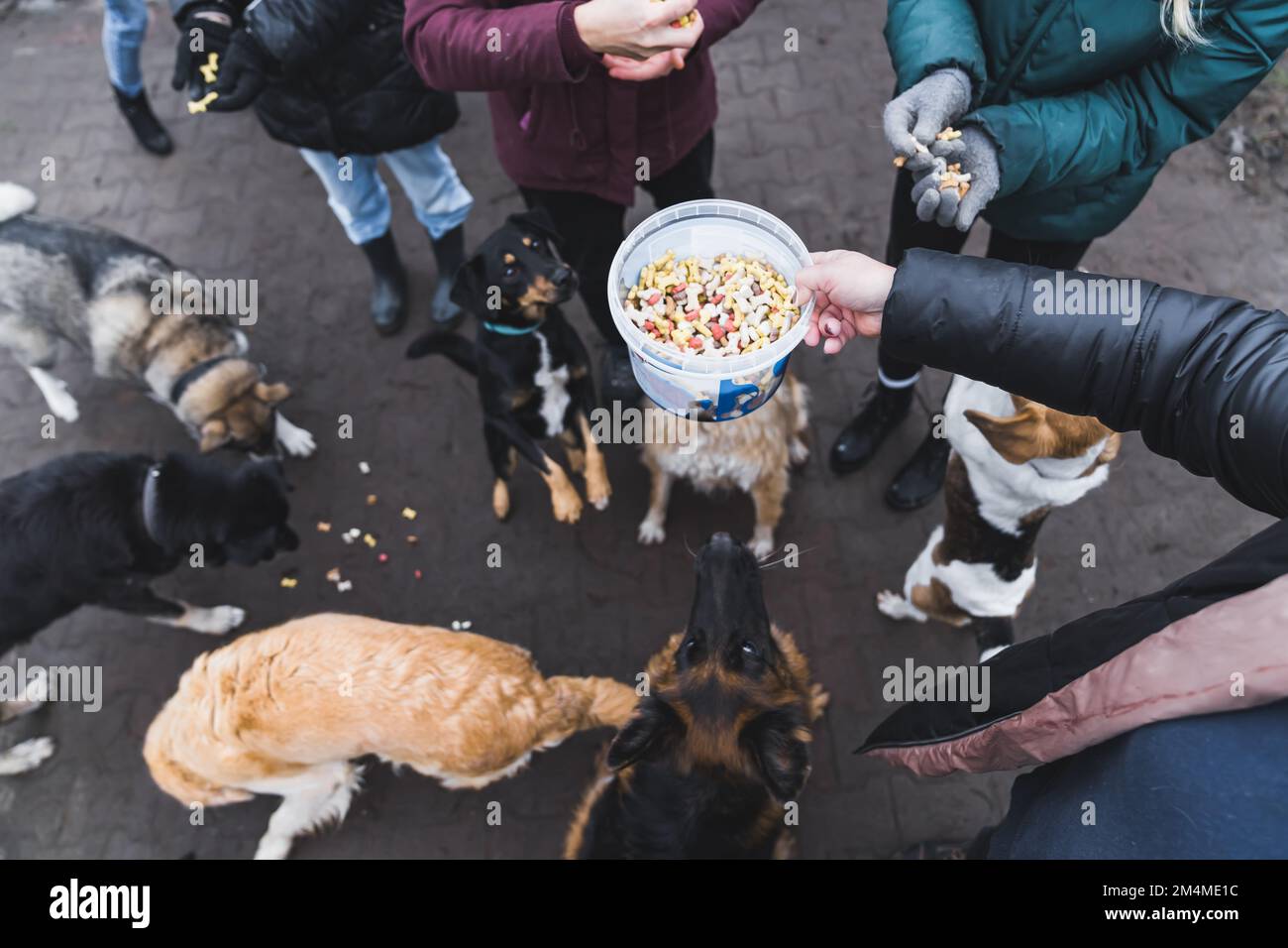 Overhead view of people feeding stray dogs from the animal shelter outdoor. High quality photo Stock Photo