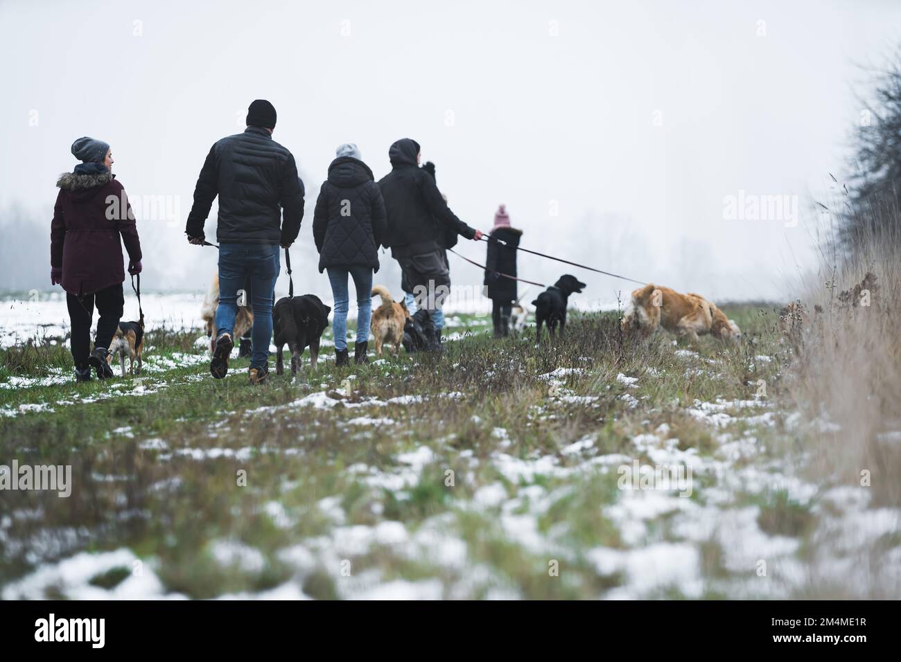 Wide shot of people walking dogs in nature. High quality photo Stock Photo