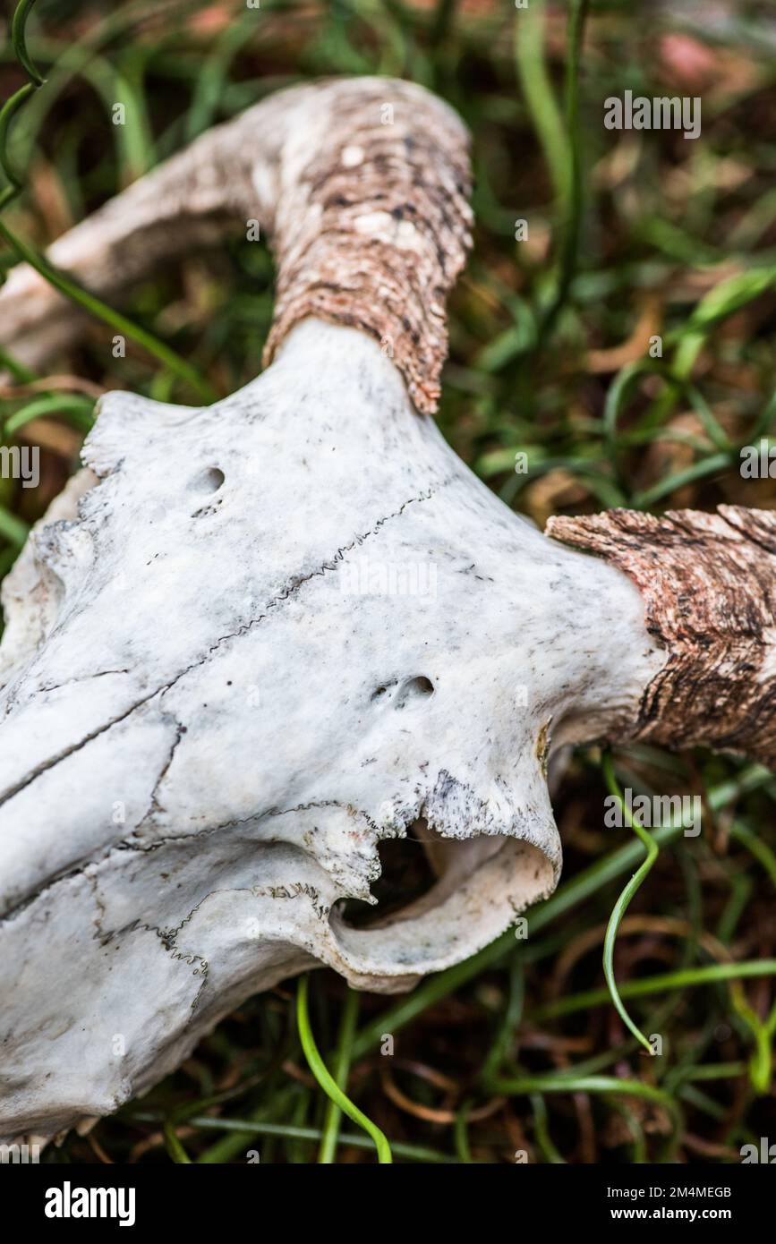 Ovis aries (domestic sheep) horned  skull amidst curly rush that grows in wet land. Stock Photo
