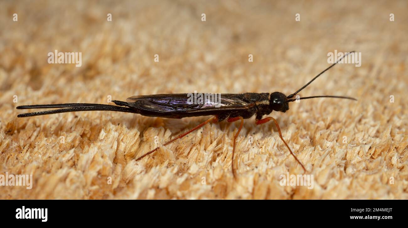 Wood wasp, Xeris spectrum on coniferous wood Stock Photo