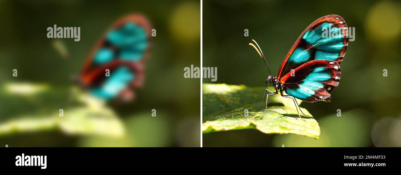 Simulation of sight with and without myopia, collage before and after a