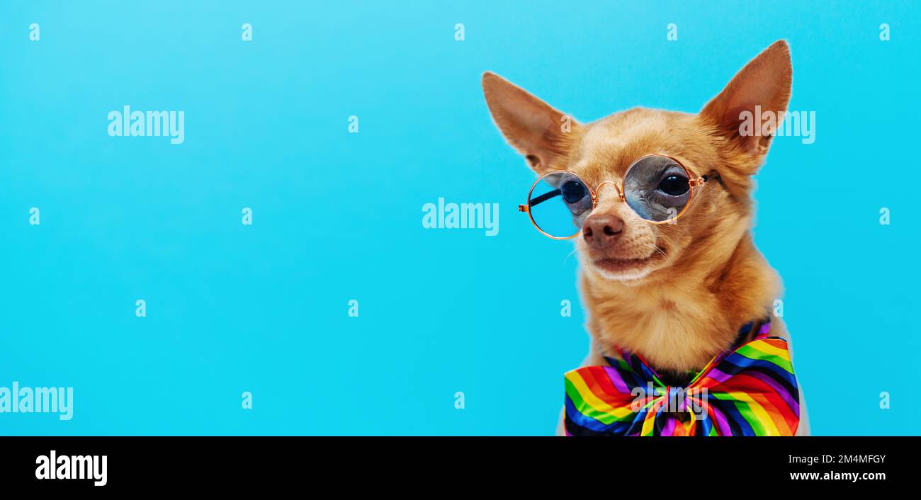 Cute small dog wearing round blue sunglasses and rainbow colored tie against blue background. Stock Photo