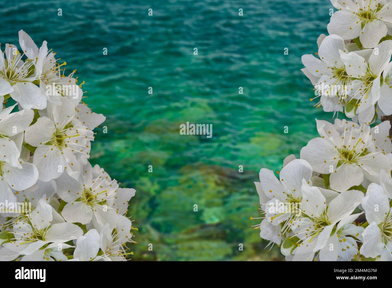 White apple blossoms, blurred blue green sea background. Floral banner frame Stock Photo