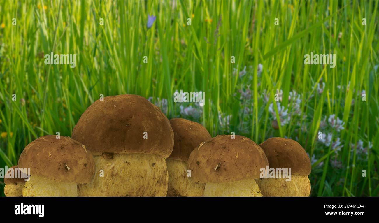 Mushrooms (Leccinellum lepidum) a species of bolete in the Boletaceae family. Blurred background of flowers and green grass Stock Photo