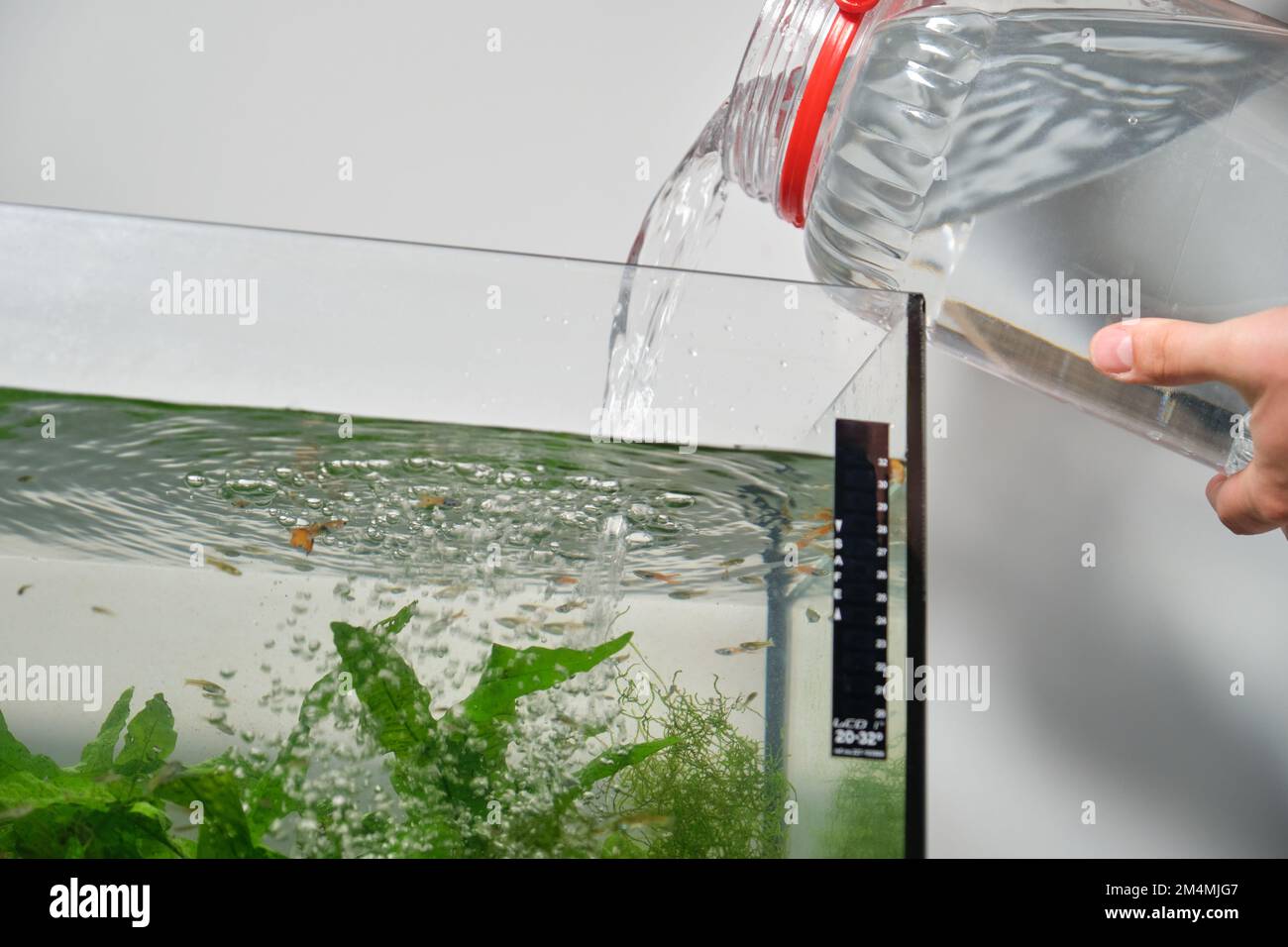 Close up of hands adding water to fill freshwater aquarium Stock Photo