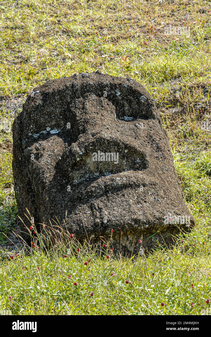 Head of a destroyed Moai sculpture on Easter Island, Rapa Nui, Chile