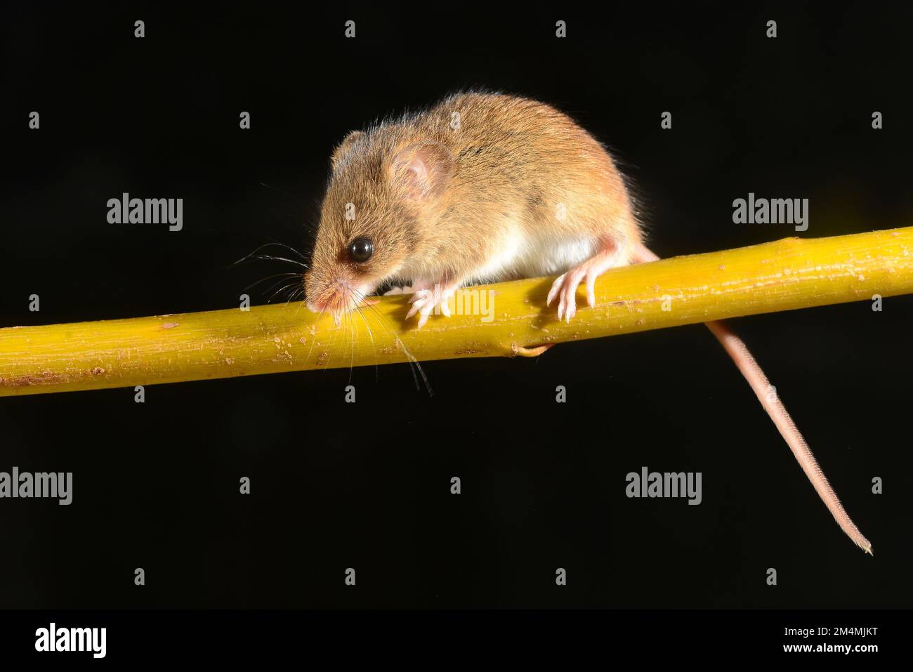 adult harvest mouse micromys minutes sorcinus Stock Photo