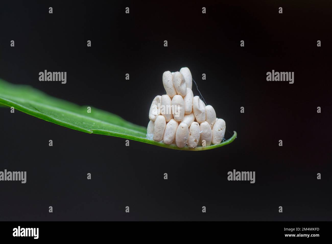 Hyperparasite Example Diptera larva egg hi-res stock photography and images - Alamy