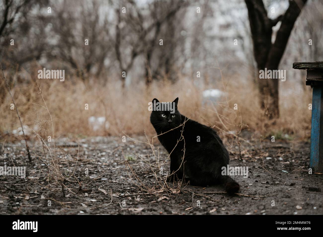 Stray cats patrol the empty streets of Saltivka district of Kharkiv after the area was destroyed by Russian rockets and Artillery. Stock Photo