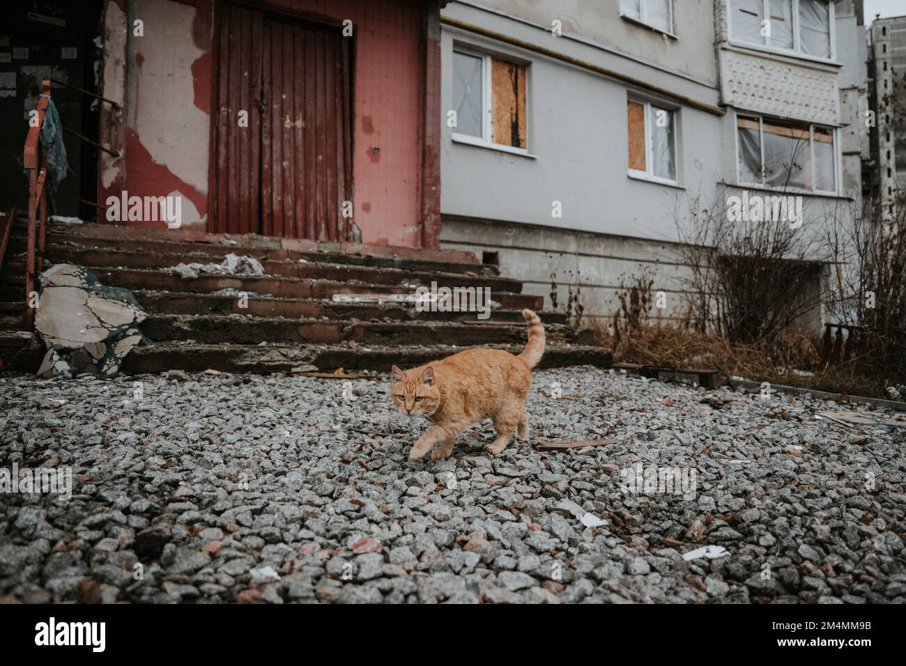 Stray cats patrol the empty streets of Saltivka district of Kharkiv after the area was destroyed by Russian rockets and Artillery. Stock Photo