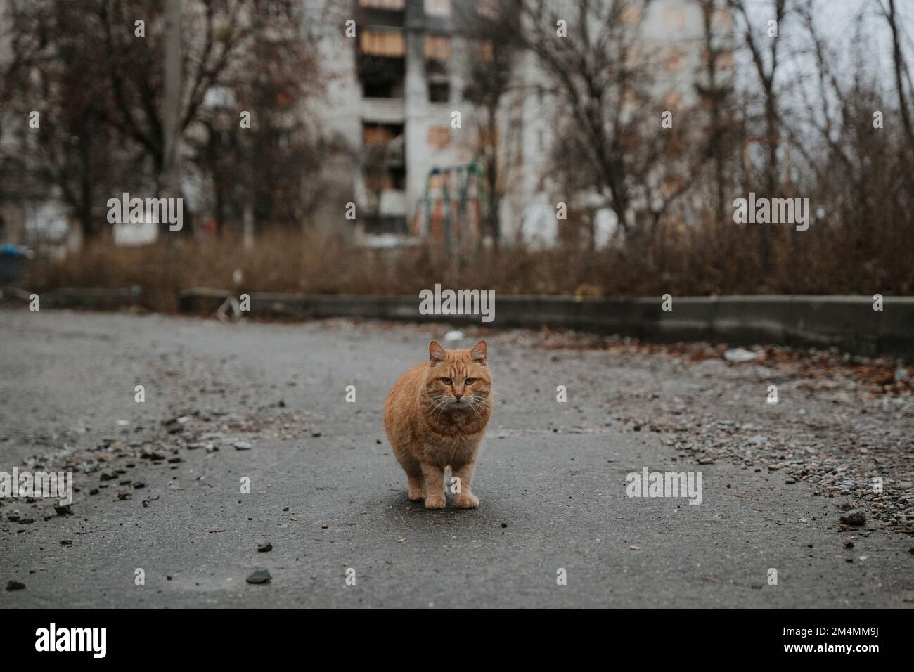 Stray cats patrol the empty streets of Saltivka district of Kharkiv after the area was destroyed by Russian rockets and Artillery. Stock Photo
