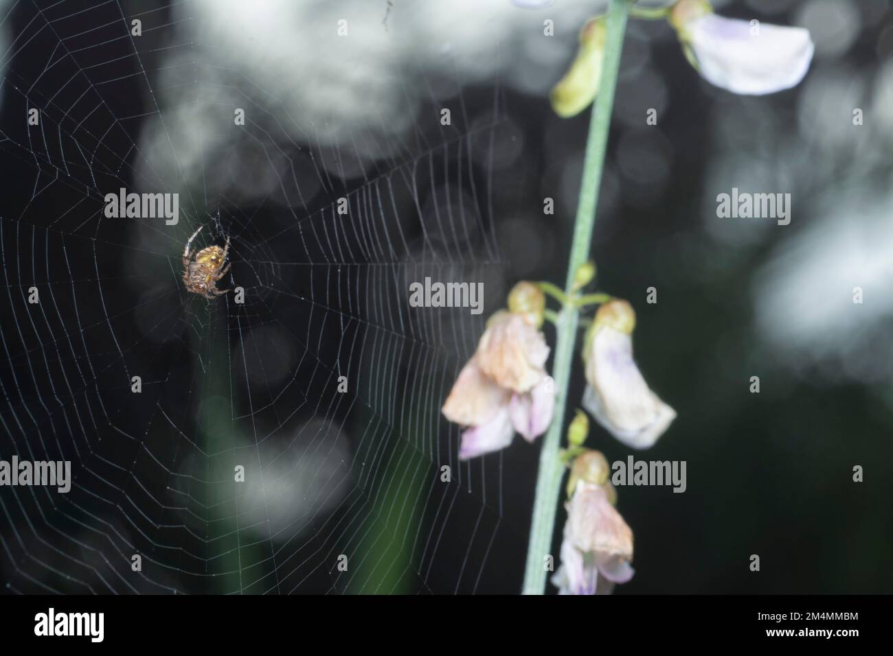 close up with the tiny neoscona spider resting in the middle of the webcob Stock Photo