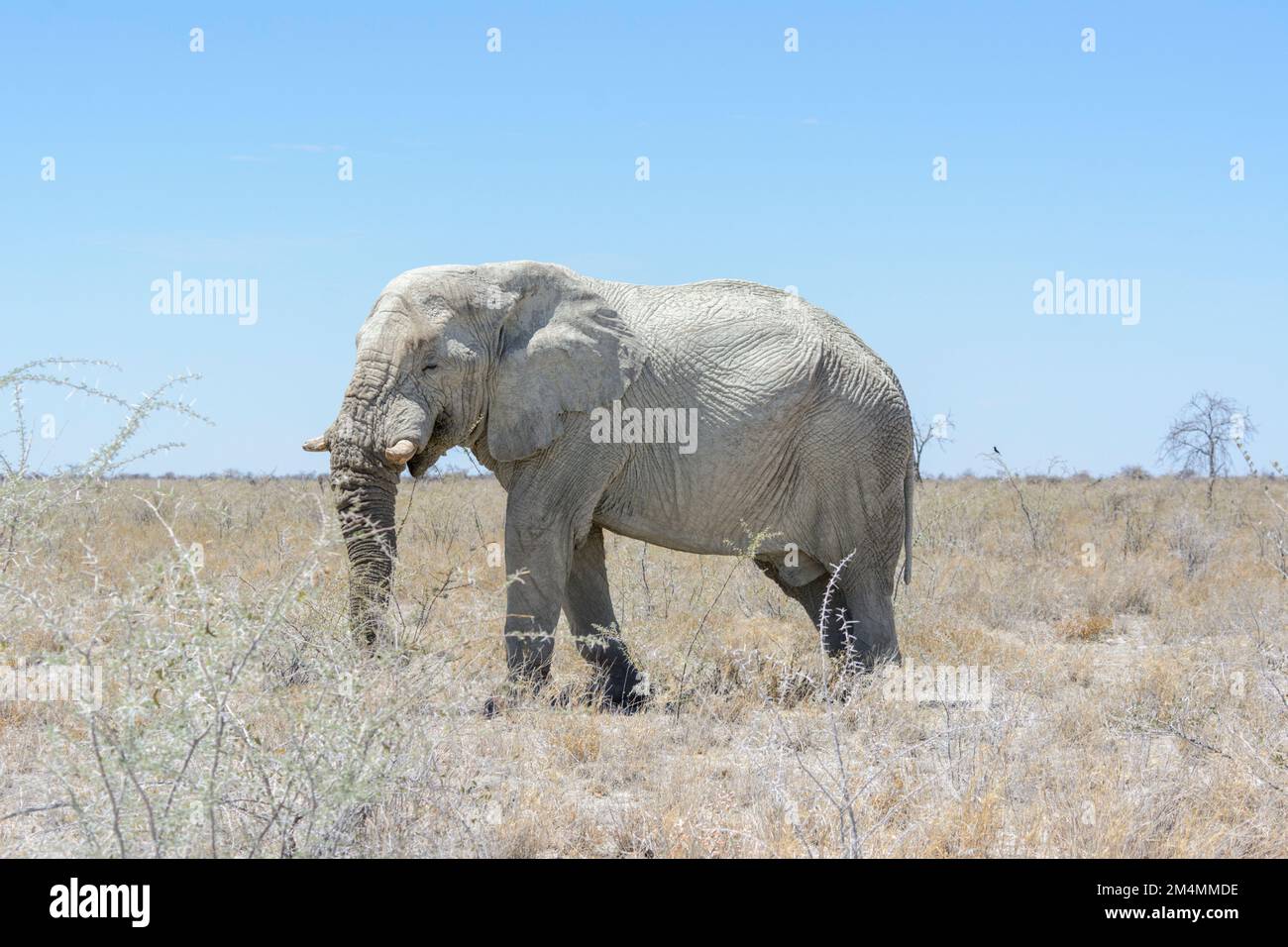 https://c8.alamy.com/comp/2M4MMDE/african-bush-elephant-loxodonta-africana-set-against-a-cloudless-blue-sky-in-etosha-national-park-namibia-southwest-africa-2M4MMDE.jpg