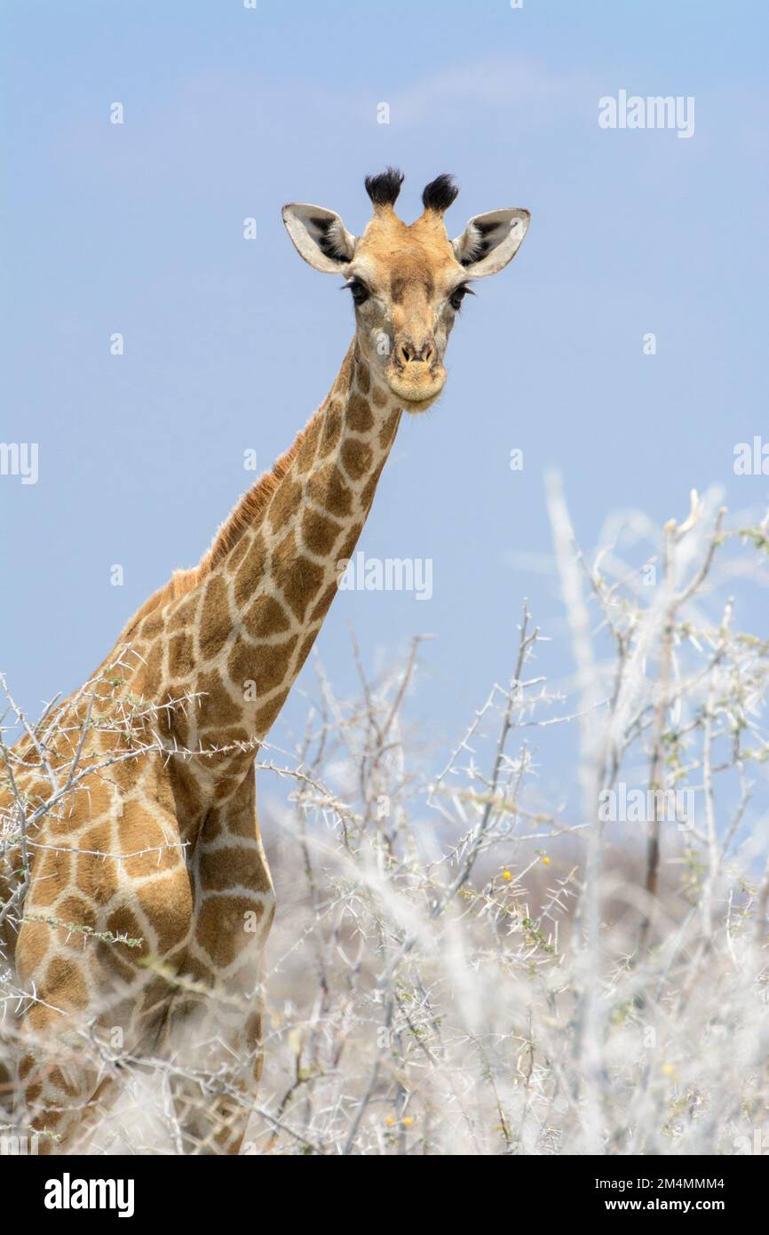 Close-up portrait of an Angolan giraffe (Giraffa camelopardalis angolensis or Giraffa giraffa angolensis), Etosha National Park, Namibia Stock Photo
