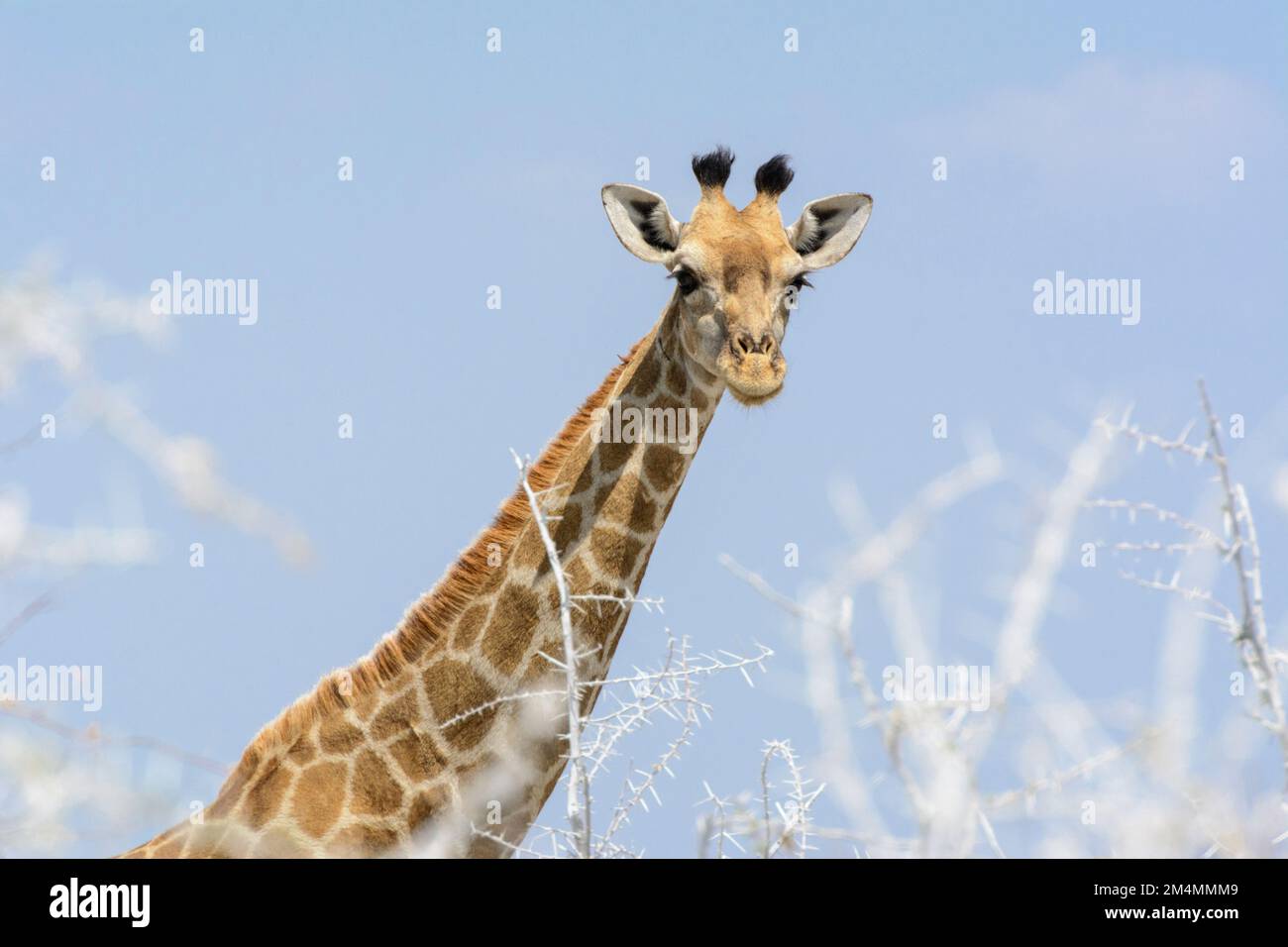 Close-up portrait of an Angolan giraffe (Giraffa camelopardalis angolensis or Giraffa giraffa angolensis), Etosha National Park, Namibia Stock Photo