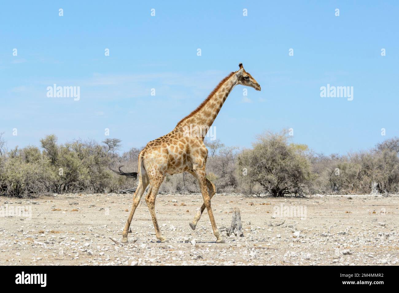 Angolan giraffe (Giraffa camelopardalis angolensis or Giraffa giraffa angolensis), aka Namibian giraffe, Etosha National Park, Namibia Stock Photo